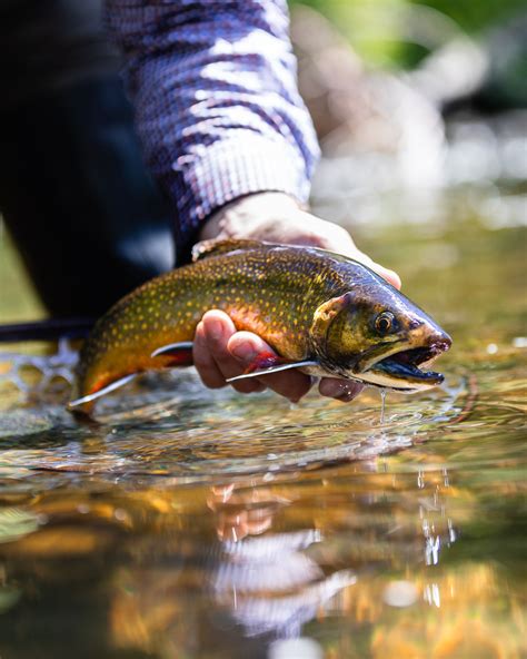 Fly Fishing Maines Rapid River Eastbound And Trout