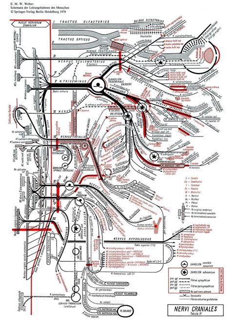 Pin by V G on Anatómia in 2024 Medical school stuff Medicine notes