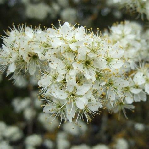 Blackthorn hedge plants | Hedging plants, Plants, Hedges