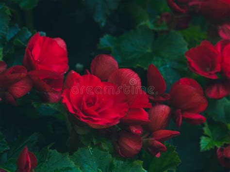 Begonia Roja Sin Parar Con Hojas Verdes En Tono Oscuro Foto De Archivo