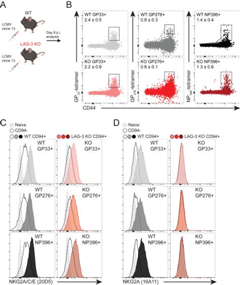 Lag Sustains Tox Expression And Regulates The Cd Nkg Qa B Axis To