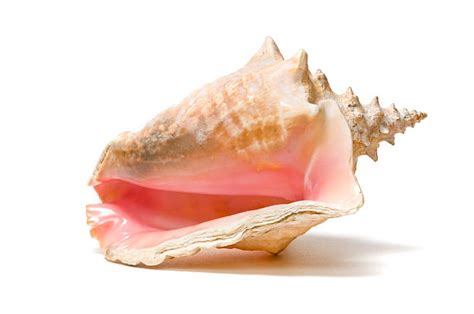 Conch Shell Stock Photos Pictures And Royalty Free Images Istock