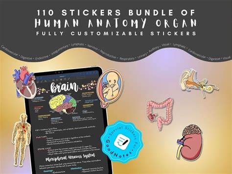 Anatomy Organ Stickers