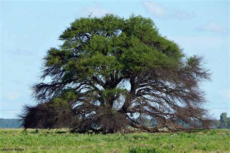 Flora Bonaerense Caldén Prosopis Caldenia