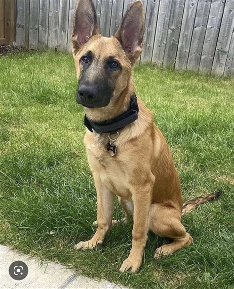 German Shepherd Mixed With Malinois Great Offers Pinnaxis