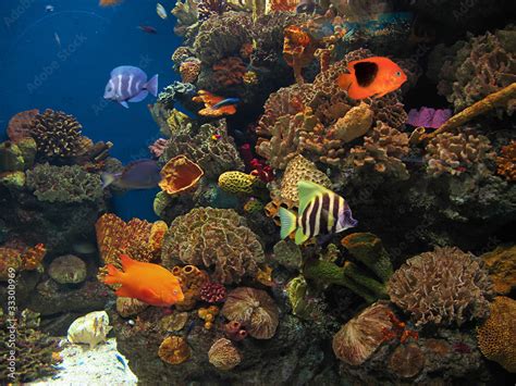 peces Stock Photo | Adobe Stock