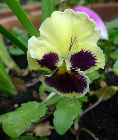 Tasty Pansy And Pansy Tea Party Garden Withoutdoors