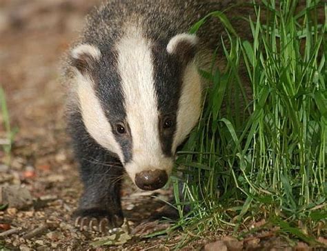 Badger Facts - Animal Facts Encyclopedia
