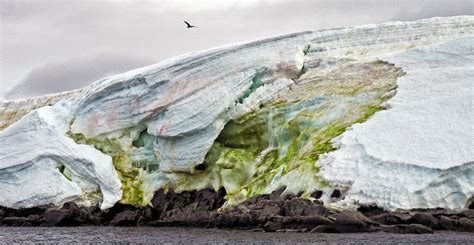 Sea Ice Algae On Which Arctic Animals Rely Under Threat From Climate