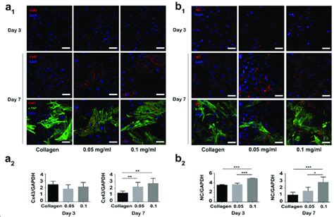 Expression And Distribution Of Cx 43 And Nc Proteins In Nrvms A 1 B Download Scientific