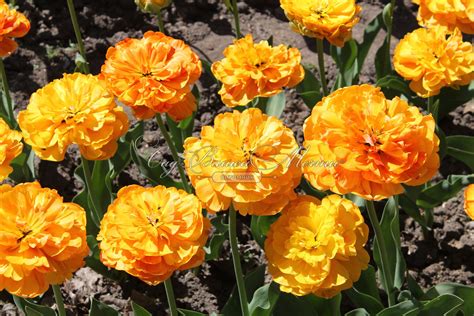 Тюльпан Бьюти оф Апельдорн (Tulipa Beauty of Apeldoorn) - Тюльпаны ...