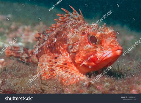 freshwater scorpionfish