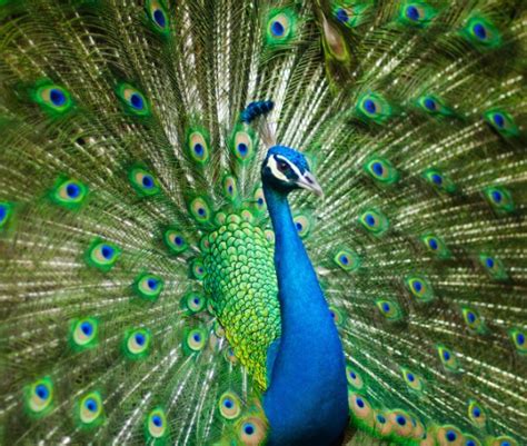 Why Does Lord Krishna Wear A Peacock Feather InstaAstro