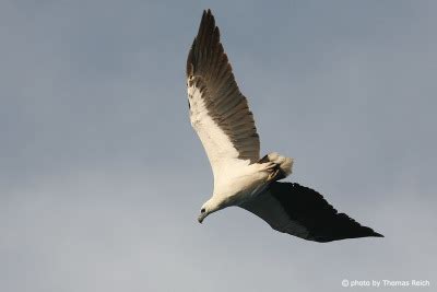 Foto Wei Bauchseeadler Fl Gelspannweite Thomas Reich Bilderreich