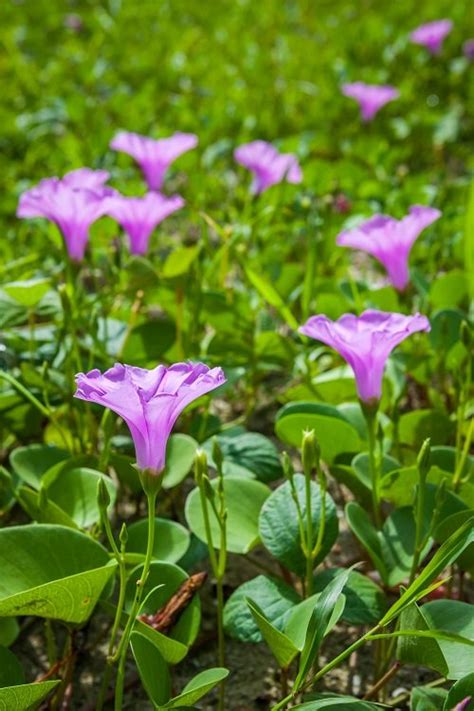 Types Of Morning Glory Flowers Morning Glory Care