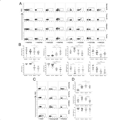 phenotypic features  nk cells   peripheral blood  normal