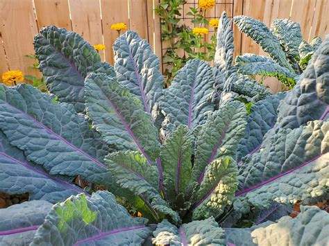 How To Grow Kale Guide To Plant Harvest And Use Kale Homestead And Chill
