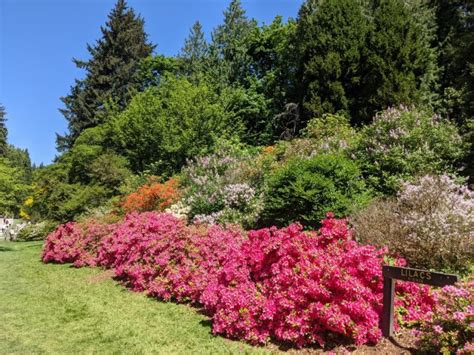 Uw Botanic Gardens Washington Park Arboretum Walking Tour Friends Of