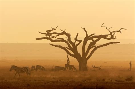 Premium Photo African Sunset With Silhouetted Tree And Plains Zebras