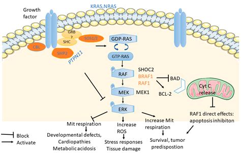 Cells Free Full Text Effects Of Noonan Syndrome Germline Mutations On Mitochondria And