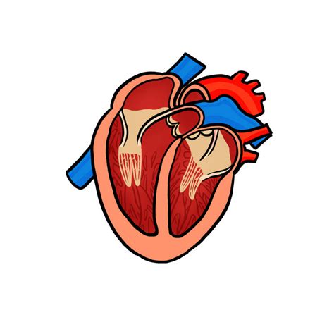 Human Heart Vector Art