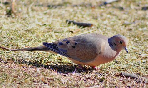 Paloma Huilota Celebrate Urban Birds