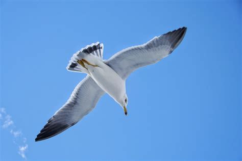 Images Gratuites Plage Oiseau Aile Ciel Oiseau De Mer Mouette