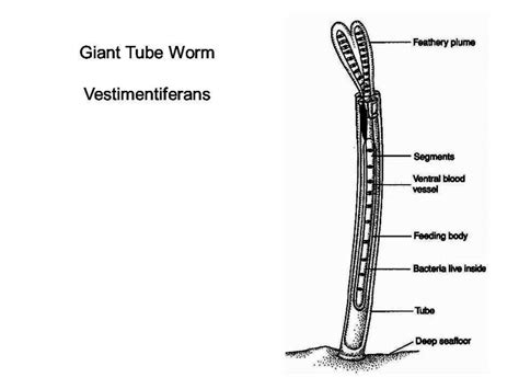 Giant Tube Worms Coloring Page Coloring Pages