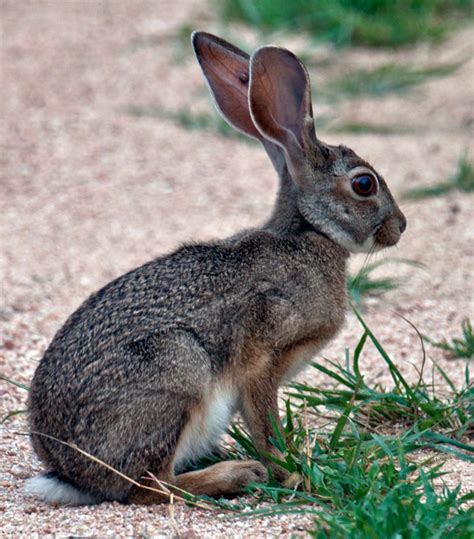 Epics Interactive Blog Rarely Seen Creatures Of Africa The Scrub Hare