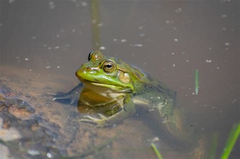 Premium Photo Sahara Frog Pelophylax Saharicus In The Black Lake Lac