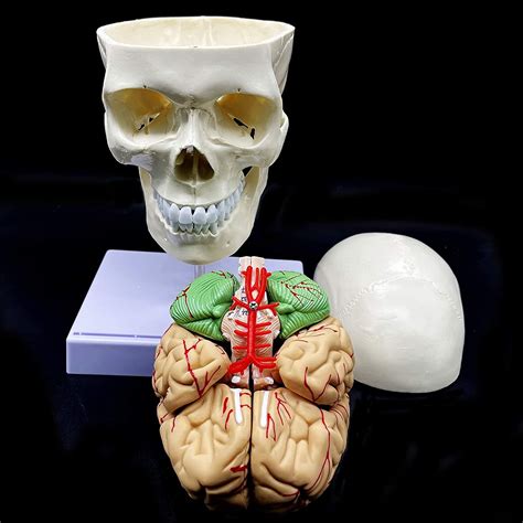 Buy Skull With Cervical Spine And Brain Model Human Skull With Brain