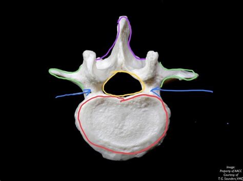 Anatomy And Physiology Axial Skeleton Vertebral Column And Rib Cage