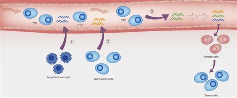 Circulating Tumor Dna Ctdna And Cancer Biochain Institute Inc