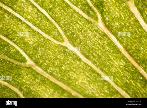 Las células de la hoja bajo microscopio micrografía hojas bajo un