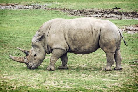 White Rhinoceros Side View Stock Photo Image Of Beauty 57769952