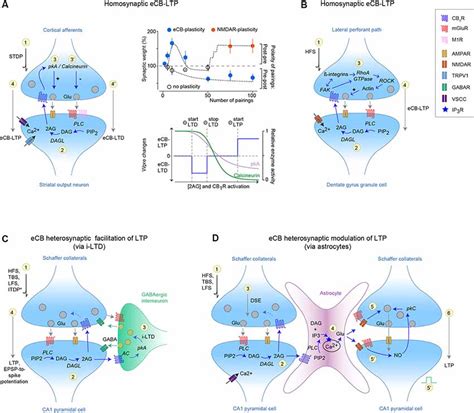 Frontiers Lights On Endocannabinoid Mediated Synaptic Potentiation