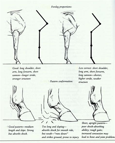 Horse Gait Chart