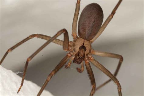 Recluse Spider Control Services In Utah Thorn