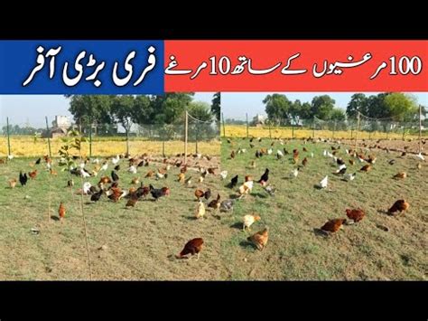 Biggest Free Range Desi Chicken Farming In Pakistan Golden Misri Hen