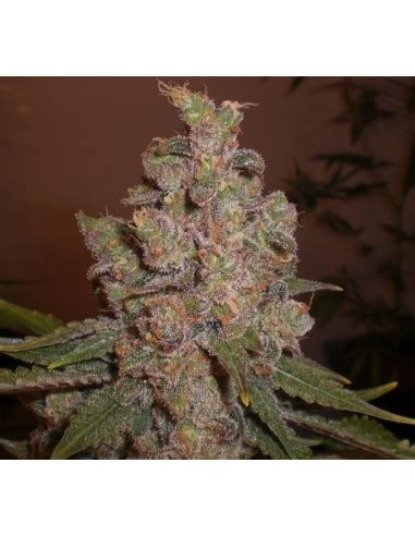 Cheese Expert Seeds Feminized Seeds Up To Off