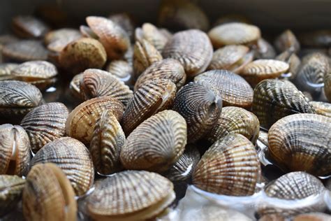 Vongole Richiamate Per Escherichia Coli Oltre I Limiti