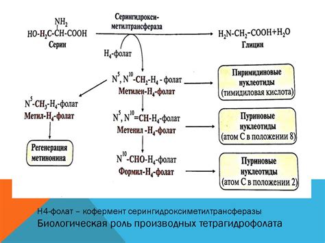 Биохимия витаминов и микроэлементов. Обмен железа в организме ...