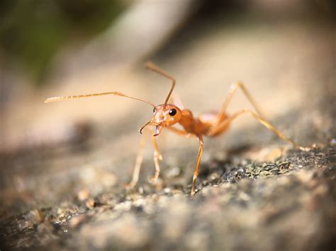 Why Do Male Ants Die After Mating Solved The Ant Keeper