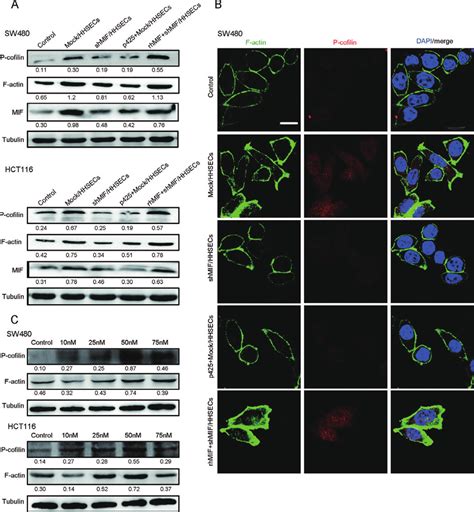 Mif Released By Hhsecs Regulates Cytoskeletal Proteins A Western