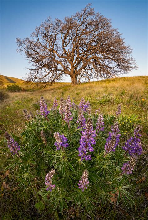 Stages Of Spring Craig Goodwin Photography