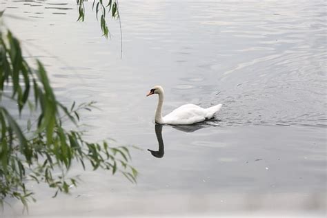 Optimisez votre écosystème aquatique en installant un système naturel