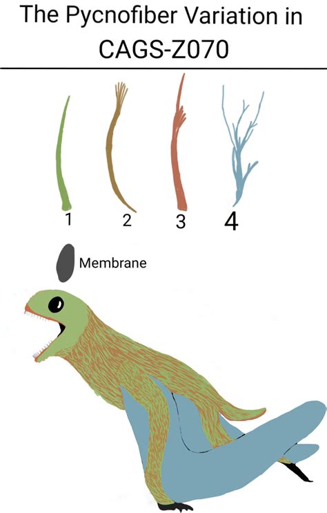 Pycnofiberfeather Variation In An Anurognathid By Sassypaleonerd On