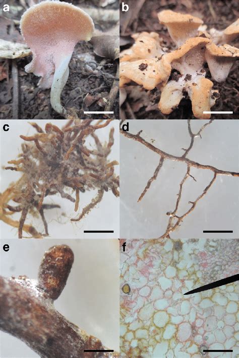 Trechisporales Basidiomes And Root Colonization A Mvl Trechispora