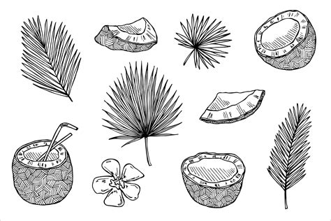 Premium Vector Set Of Coconut Cliparts Hand Drawn Nut Icon Tropical