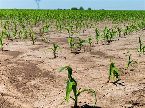 Importancia De La Preparación De Suelo Para Cultivo Ilga